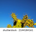 Green Prickly Pear Cactus Leaf...