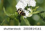 Eurasian Bee Beetle Sitting On...