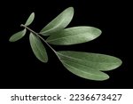 Small photo of Olive branch, isolated on black background