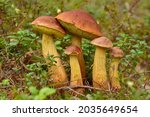 Group Of Boletes Fungus...
