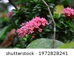 Small photo of Ixora Flowers to Beatify your Home Gardens