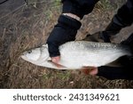 Small photo of Beautiful scaly Asp caught on the river