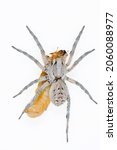 Small photo of Lycosa Hispanica. Family Lycosidae. wolf spider isolated on a natural background