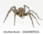 Small photo of Hogna radiata spider. Family Lycosidae. Spider isolated on a white background