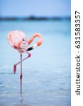 Flamingo On The Beach Of Aruba