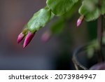 Schlumbergera Cactus Flower...