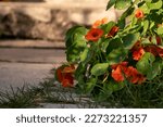 Orange Nasturtium Flowers In...