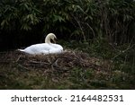 The Mother Swan Lies In The...