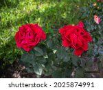 Two Red Roses In The Garden