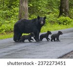 A mother black bear crosses the ...
