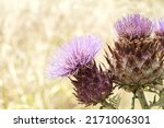 Small photo of A purple cardoon (sp. Cynara cardunculus) in bloom in a plot of cardoons in a backyard garden. Also called the artichoke thistle.