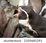 Humboldt Penguin Yawning In The ...