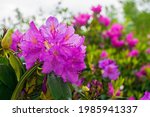 Purple Rhododendron Flowers...