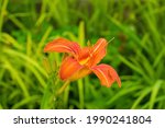 An Orange Hemerocallis Fulva...
