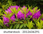Purple Rhododendron Flowers...