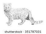 sketch of cat  hand drawn... | Shutterstock .eps vector #351787031