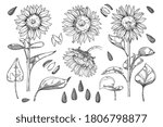 sunflower vector. isolated... | Shutterstock .eps vector #1806798877