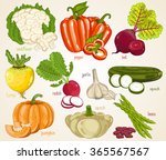 vegetable isolated mix. fresh... | Shutterstock .eps vector #365567567
