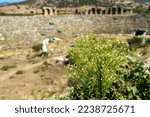 Small photo of Selective focus on Erigeron Canadensis known as horseweed with Aphrodisias stadium on the background. Canadian fleabane, coltstail, marestail, and butterweed. Noise effect and grainy texture.