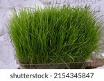 Small photo of Lawn grass sample is bright green. Beautiful vegetation to ennoble the site