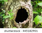 Large Hollow Tree On A...