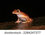 Small photo of Rhacophorus Pardalis ( Harlequin Tree Frog )