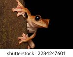 Small photo of Rhacophorus Pardalis ( Harlequin Flying Tree Frog )