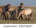Przewalski's horses (Mongolian wild horses). A rare and endangered horse originally native to the steppes of Central Asia. Reintroduced at the steppes of South Ural