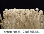 Macro photo of small enokitake mushrooms, Flammulina filiformis