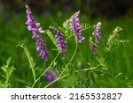 Small photo of Fragile purple flowers background. Woolly or Fodder Vetch, Vicia villos, blossom in spring garden.