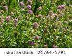 Small photo of Fresh, blooming pink thyme in green grass. Wild Thymus serpyllum plants in field. Breckland wild thyme purple flowers in summer meadow.