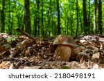 Group Of Spring Bolete Or...