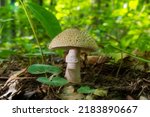 Two Young Mushrooms Grow In The ...