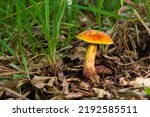 Small photo of Suillellus luridus, formerly Boletus luridus, commonly known as the lurid bolete with forest trees in the background.