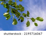 Small photo of A branch of alder leaves and green cones. Branch of Alnus glutinosa, the common alder, black alder in spring.