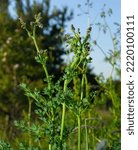 Small photo of Chervil, Anthriscus cerefolium, French parsley or garden chervil blooming. White small flowers on high green stem on meadow against background of forest.