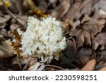 White Coral  Ramariopsis Kunzei ...