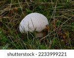 Puffball Mushrooms On A Stump   ...