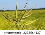 Rapeseed field before harvesting. Brassica napus, oilseed rape.