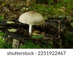 Small photo of Volvariella gloiocephala is alsno known as big sheath mushroom, rose-gilled grisette or stubble rosegill.