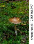 Small photo of Amanita fulva, commonly called the tawny grisette or the orange-brown ringless amanita.