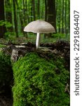 Small photo of Volvariella gloiocephala is alsno known as big sheath mushroom, rose-gilled grisette or stubble rosegill.