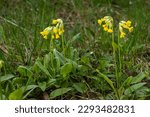 Small photo of Yellow Primula veris cowslip, common cowslip, cowslip primrose on soft green background.Selective focus.