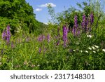 Small photo of Vetch, vicia cracca valuable honey plant, fodder, and medicinal plant. Fragile purple flowers background. Woolly or Fodder Vetch blossom in spring garden.