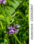 Small photo of Vicia sepium or bush vetch is a plant species of the genus Vicia. Bush vetch Vicia sepium blooming on a meadow.