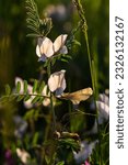 Small photo of A large yellow vetch or big flower vetch. Vicia grandiflora. Wild plant shot in the spring.