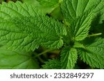 Small photo of Urtica dioica or stinging nettle, in the garden. Stinging nettle, a medicinal plant that is used as a bleeding, diuretic, antipyretic, wound healing, antirheumatic agent.