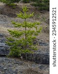 Small photo of Small pine tree. small green spruce grows on a stone against the background of the forest. coniferous plants germinate in unfavorable conditions.