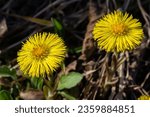 Small photo of Tussilago farfara, commonly known as coltsfoot is a plant in the groundsel tribe in the daisy family Asteraceae. Flowers of a plant on a spring sunny day.