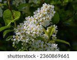 Small photo of Bird cherry in bloom, spring nature background. White flowers on green branches. Prunus padus, known as hackberry, hagberry, or Mayday tree, is a flowering plant in the rose family Rosaceae.